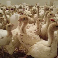 جوجه بوقلمون بیوتی