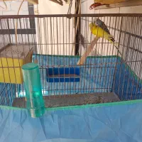 مرغ عشق  قفس