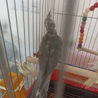 جوجه عروس هلندی|پرنده|شاهینشهر, فردوسی|دیوار