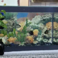 آکواریوم شیشه خم با وسایل و ماهی|ماهی|محمدشهر, علی آباد گونه|دیوار