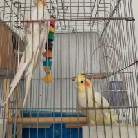 جفت عروس خوشگل
