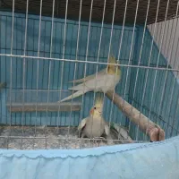 عروس هلندی|پرنده|رشت, پیرسرا|دیوار