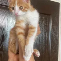 واگذاری رایگان گربه|گربه|کرمان, |دیوار