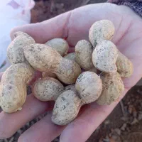 فروش بادام زمینی اطلسی درشت پر مغز