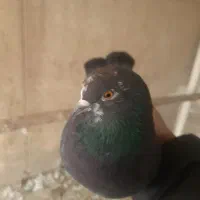 ۲تا کفتر ماده|پرنده|ری, هاشم‌آباد|دیوار