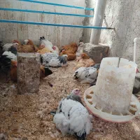 مرغ خروس جوجه برهما لایت بلک بوف بلو پاتریچ لمون|حیوانات مزرعه|تهران, گیشا|دیوار