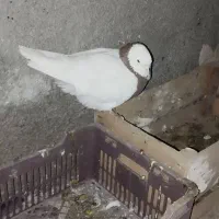 طوقی|پرنده|کبودرآهنگ, |دیوار