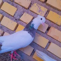 طوقی|پرنده|شادگان, |دیوار