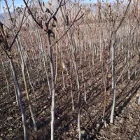 حراج نهال گردو رویال