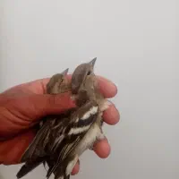 گلبسر قناری پرنده خوب|پرنده|شیراز, شهدای شهرک سعدی|دیوار