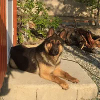 سگ نگهبان ژرمن