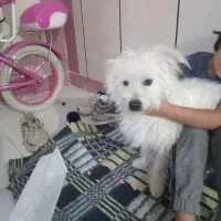 سگ دستی پشمالو سفید فهمید و بازی گوش