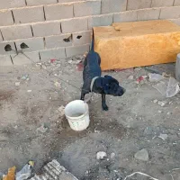 سگ پیتبول نر