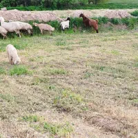 بزغاله ماده