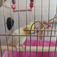 فروش فوری|پرنده|اسلامآباد غرب, |دیوار