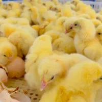 جوجه گوشتی راس صادراتی|حیوانات مزرعه|تهران, بازار|دیوار