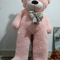 شاسخین  خرس بزرگ