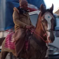 اسب خوب مخصوص بار