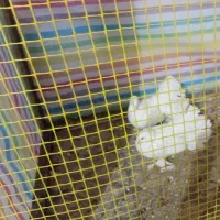 کفتر دم چتری پاپر|پرنده|اقبالیه, |دیوار