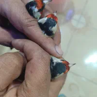 سهره سر سیاه و کرمونی|پرنده|شیراز, گل سرخ|دیوار