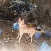 سگ سرابی|سگ|حسن آباد, |دیوار