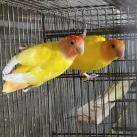 جفت مولد کتوله