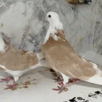 شازده زرد|پرنده|مبارکه, |دیوار