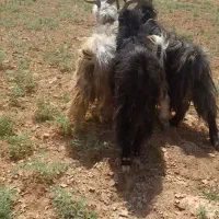 پازن