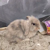 خرگوش لوپ ماده