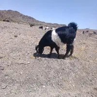 تروشت