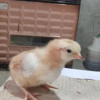 جوجه محلی اصیل هفت روزه