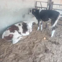 7 راس گوساله نر|حیوانات مزرعه|طسوج, |دیوار