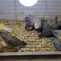 جوجه طوطی