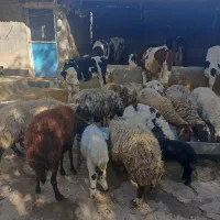 گوسفند(میش وبره)درخرم آباد|حیوانات مزرعه|کوهدشت, |دیوار