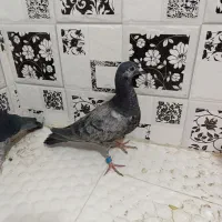 جوکی ابلغ سبز