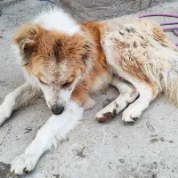 سگ نگهبان|سگ|سیلاخور, |دیوار