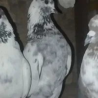 کبوترماده تهرانی ...نر شهرستانی