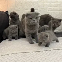 اسکاتیش فولد بلویی|گربه|کرج, باغستان|دیوار