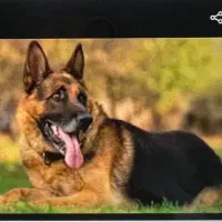 سگ ژرمن نر و ماده