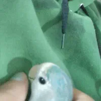 عروس قفس جفت کوتوله برزیلی رنگ آبی دستی|پرنده|مشهد, رستگار|دیوار