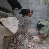 مرغ و خروس