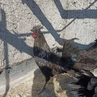 خروس ایام سمانی