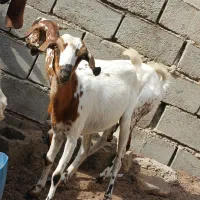 بز دوقلوزا ژاپنی