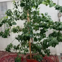 گل بنجامین|گل و گیاه طبیعی|هوراند, |دیوار