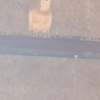 کبوترطوقی|پرنده|سرپل ذهاب, |دیوار