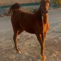 کره شجره دار|اسب و تجهیزات اسب‌سواری|فولادشهر, زاینده رود|دیوار