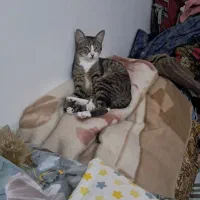 گربه عقیم شده یک ساله