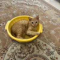 واگزاری گربه شناسنامه دار