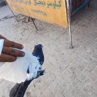 سینه دم سیاه|پرنده|قم, عمار یاسر|دیوار