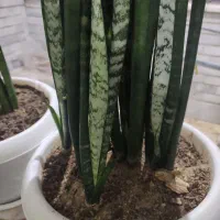 گل سانسور یاجوان وبلند|گل و گیاه طبیعی|اصفهان, شهرک میلاد|دیوار